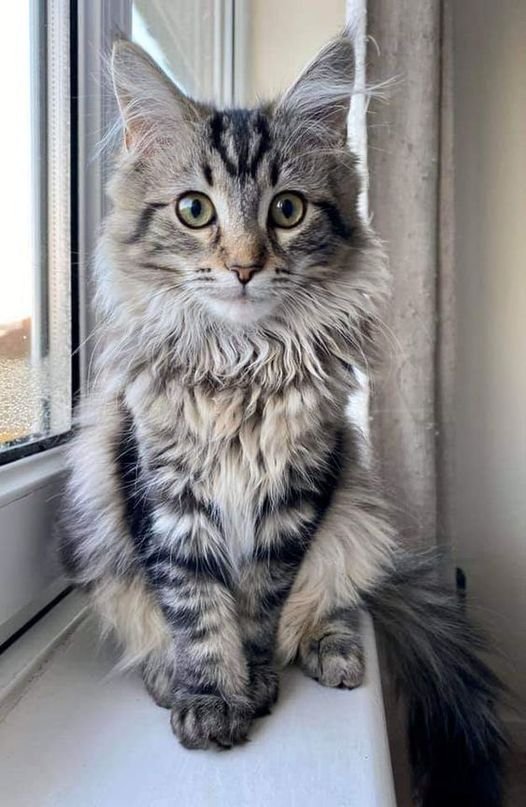 Leo, male  Maine Coon