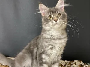 Elena, male  Maine Coon