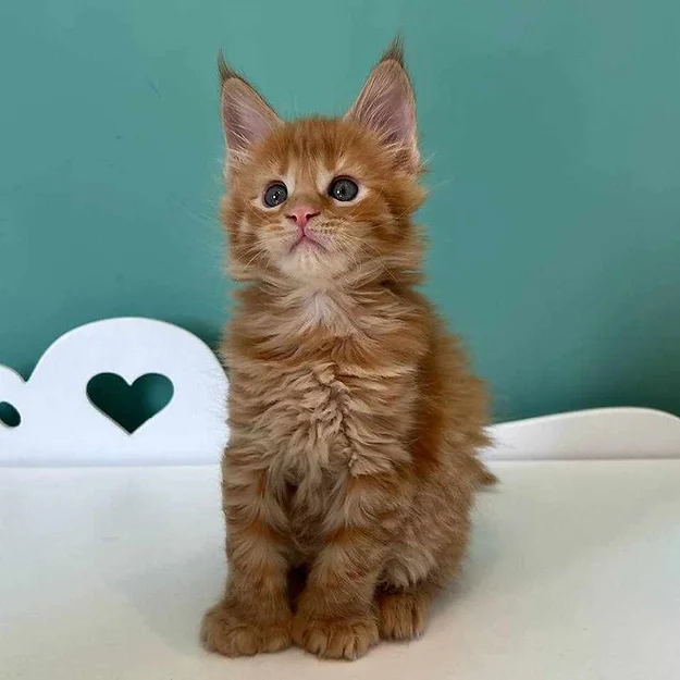 Fancy Polydactyl, female  Maine Coon