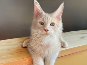 Oliver, male Maine Coon
