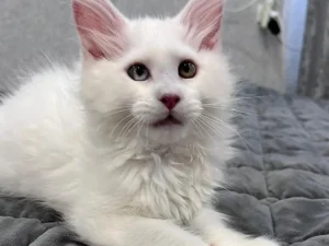 Cosmos Polydactyl standard, male Maine Coon
