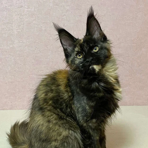 Varuna, female Maine Coon
