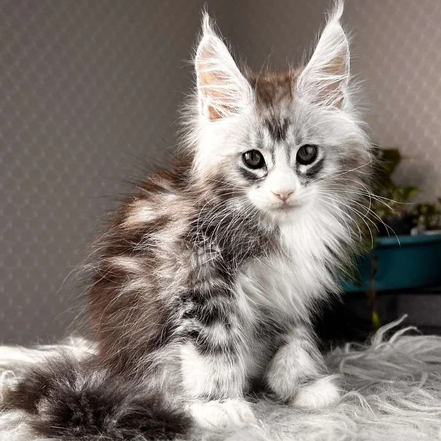 Tor, male  Maine Coon