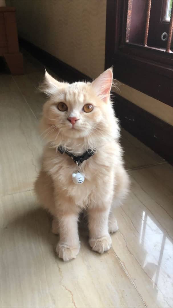 Sera Polydactyl 6/6/6/6, female  Maine Coon