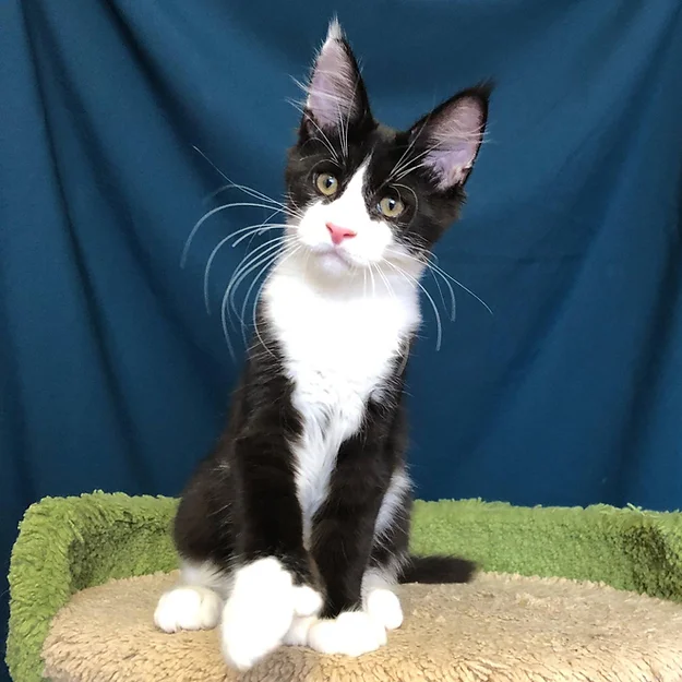 Storm Polydactyl, male  Maine Coon