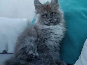 Deviz, male  Maine Coon