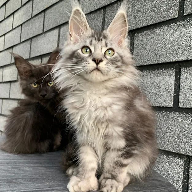 Jasmine , male  Maine Coon