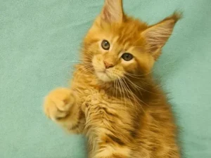 Julian, male Maine Coon