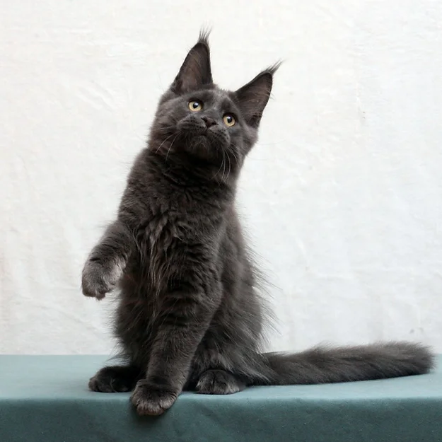 Santiago, Maine Coon male kitten