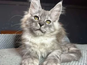 Luis, Maine Coon male kitten