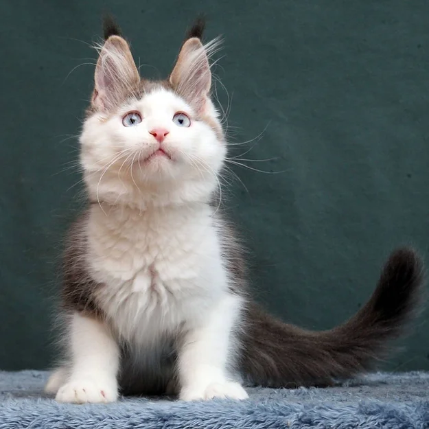 Ustaz, Maine Coon male kitten