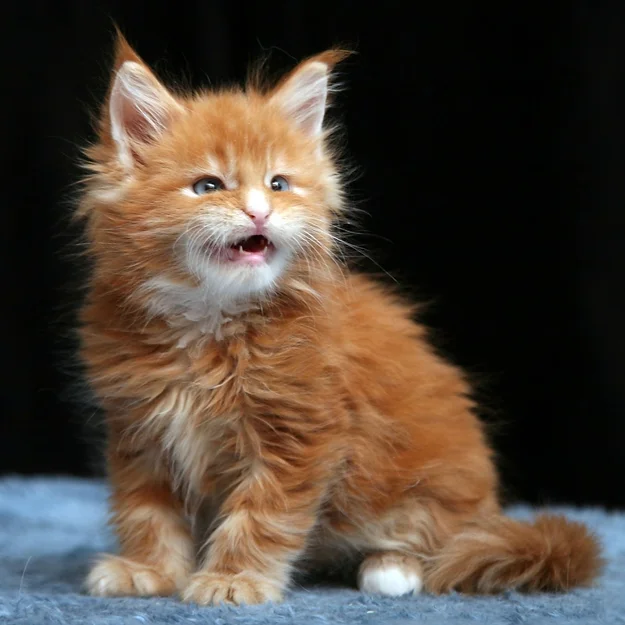 Jackson, male  Maine Coon