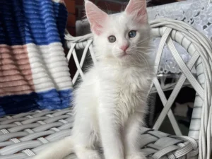 Jenny, female  Maine Coon