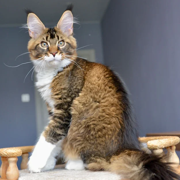 Lily, female Maine Coon