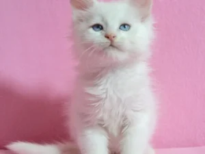 Gigan, Maine Coon male kitten