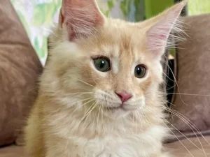 Julian, male Maine Coon