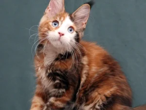 Mirella, female  Maine Coon