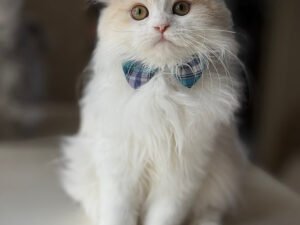 Ray - Male Scottish Fold Kitten