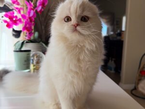 Emma - Male Scottish Fold Kitten