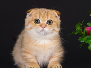 Moss - Female Scottish Fold Kitten