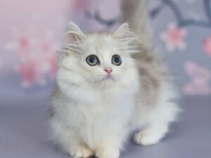 Zara - Female Munchkin Kitten
