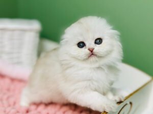 Diana - Male Scottish Fold Kitten