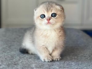 Jam - Munchkin Male Kitten