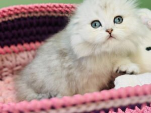 Zina - Female Scottish Fold Kitten