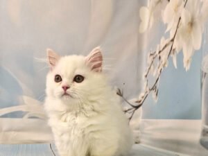 Kassie - Male  Kinkalow Kitten