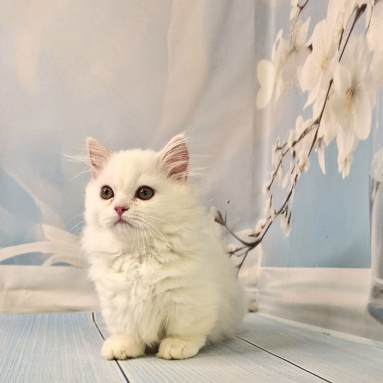 Kassie - Male  Kinkalow Kitten