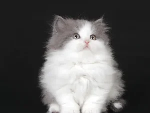 Elaud - Male Munchkin Kitten