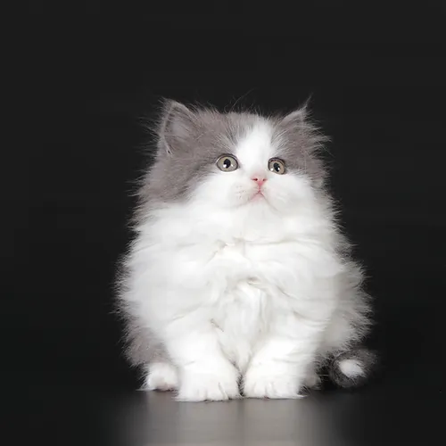 Elaud - Male Munchkin Kitten