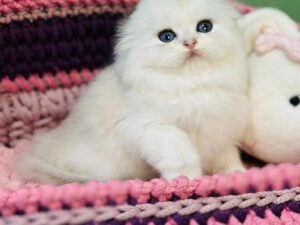 Fantastic - Male Scottish Fold Kitten