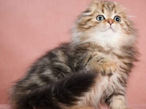 Ocean - Male Scottish Fold Kitten