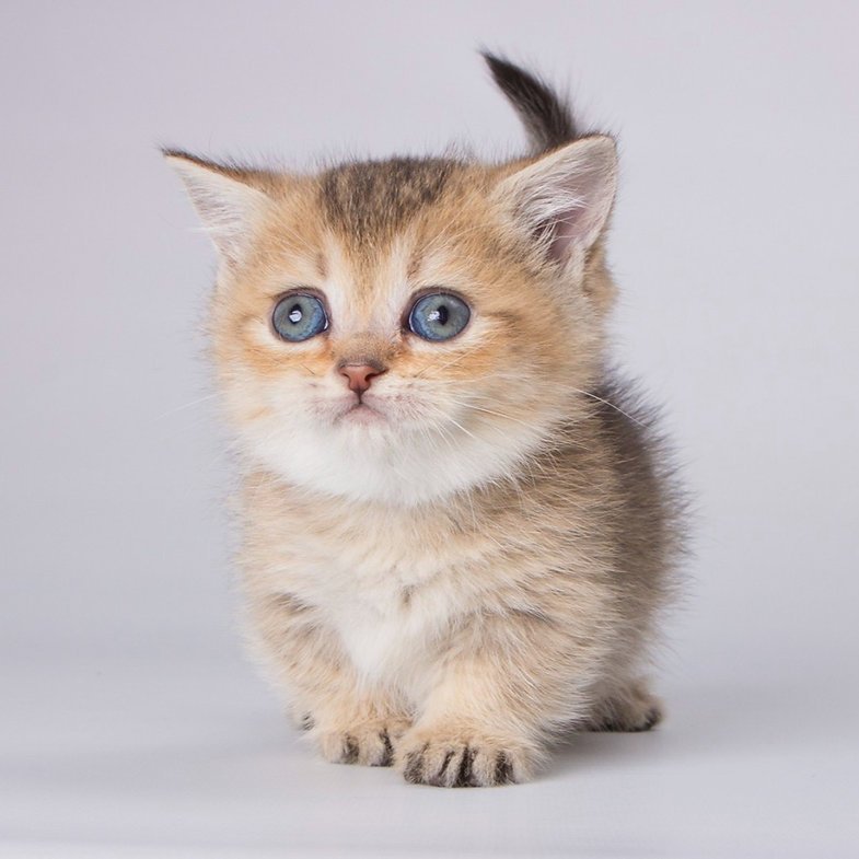 Amina - Female Munchkin Kitten