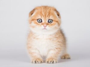 Sabotin - Male Munchkin Kitten