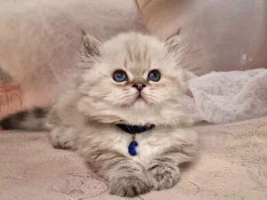 Ramina Munchkin Female